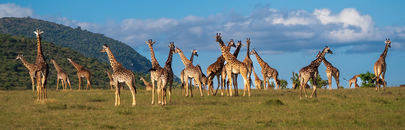 Walk On The Wild Side With The Best Wildlife Tours Of 2024