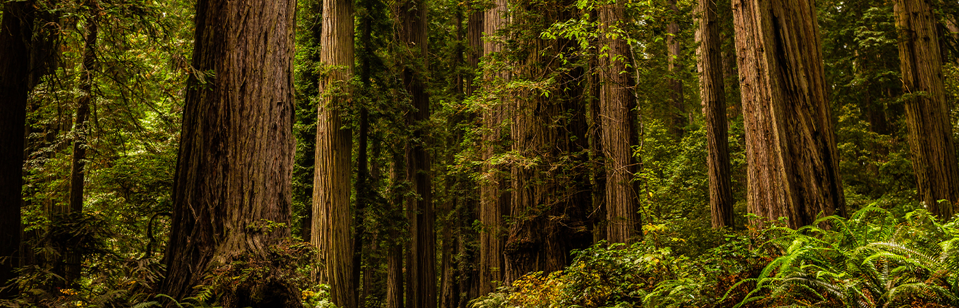 The Secrets Of Bohemian Grove