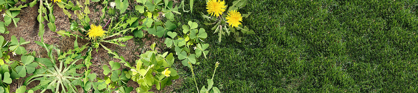 21 Natural Ways to Get Rid of Weeds