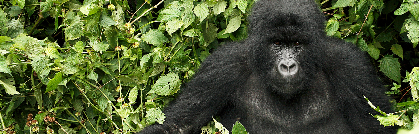 The Primatologist Dian Fossey Met A Tragic End