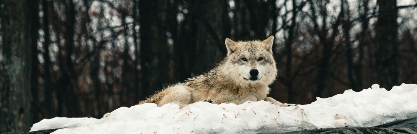 If You Encounter A Wolf, These Strategies Can Help You Survive Unscathed