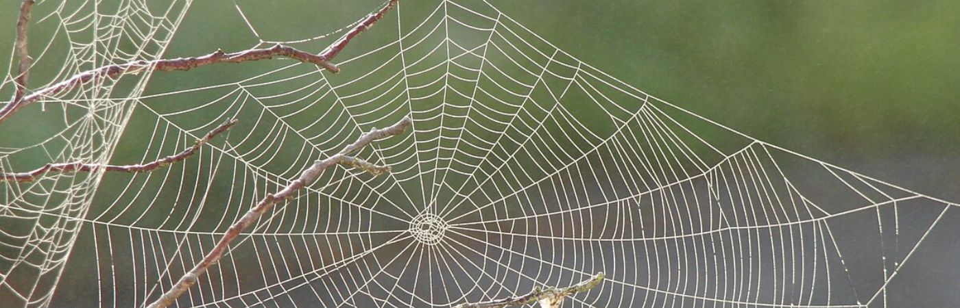 A brilliant researcher discovered that spider webs can actually be used to capture airborne environmental DNA.