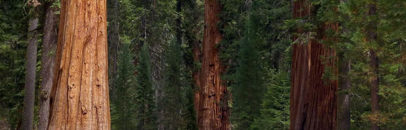 Scientists Find Human Remains Inside World's Largest Tree, Sparking An Investigation