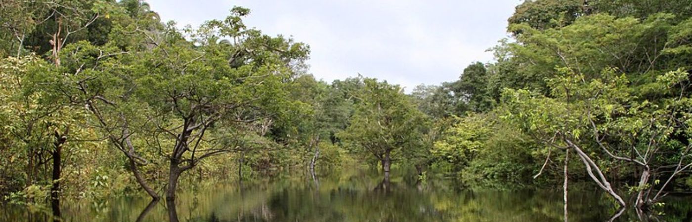 Scientists Warn Of A Situation In The Amazon: Birds Are Dying And We Now Know It's Likely Due To Heat